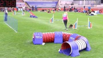 Agility-SM2016, Individuell Small agility