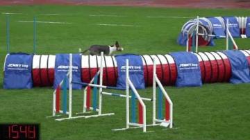 Agility-SM2016, Individuell Large hopp